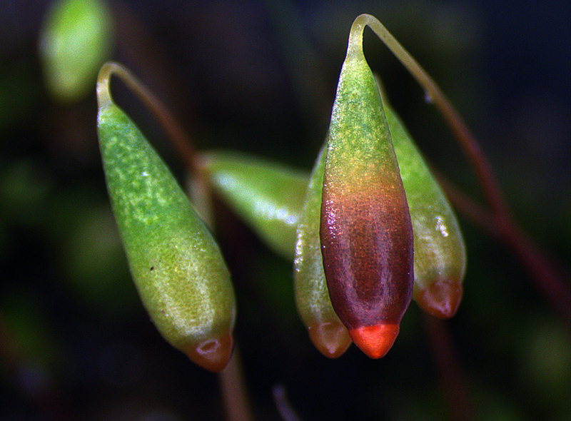 https://www.nzplants.auckland.ac.nz/en/about/mosses/native-species/bryaceae/bryum-clavatum.html